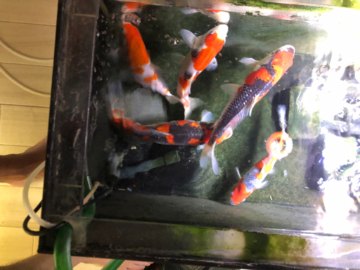 錦鯉10匹ぐらい　飼育セット
