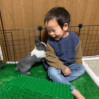 ウサギ ネザー 里親募集 ジモティー