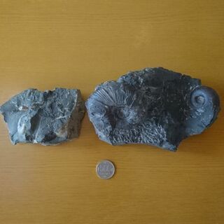 化石 アンモナイト ２個 北海道産