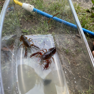 東京都の中古ザリガニが無料 格安で買える ジモティー