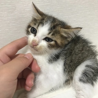小さなキジシロ子猫 - 仙台市