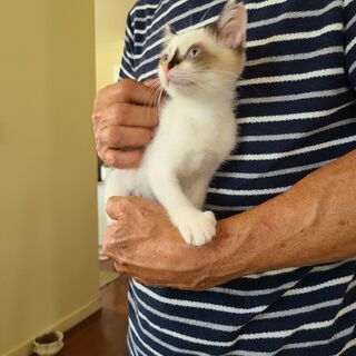 とってもなついています！　可愛い子ですよ！　神社の杜で保護した仔猫( シャム系雑種  雌 )の里親さんを募集してます。 - 猫