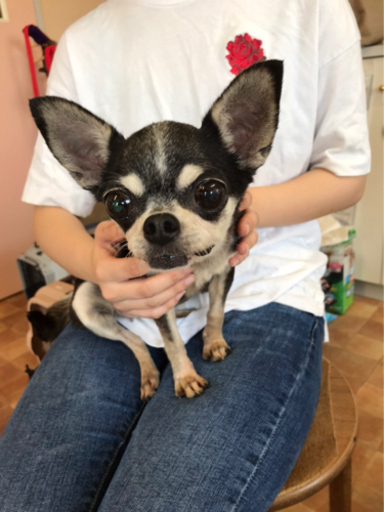 お目目くりくりのスムースチワワ Chiemi 恵那の犬の里親募集 ジモティー