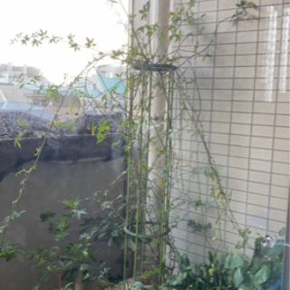 中古モッコウバラが無料・格安で買える！｜ジモティー