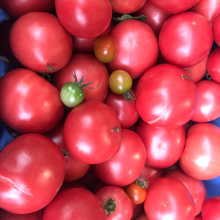 【ご購入して下さった皆様ありがとうございます‼️】🍅久万高原町産...