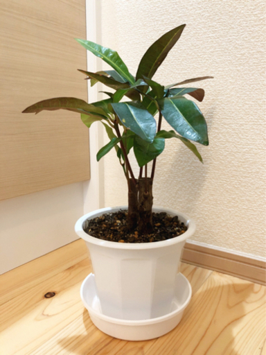 観葉植物　クロトン　2株セット　37cm　5号鉢と受け皿付き