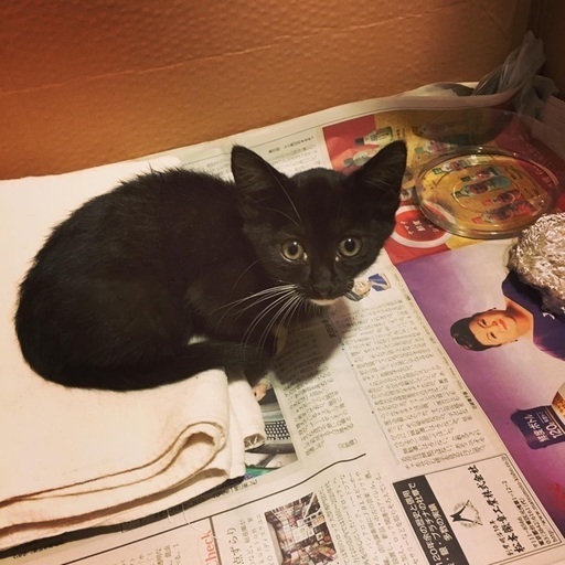 推定2ヶ月の黒猫ちゃん メス の里親探してます チヒロ 中頭の猫の里親募集 ジモティー 推定2ヶ月の黒猫ちゃん メス の里親探してます チヒロ 中頭の猫の里親募集 ジモティー