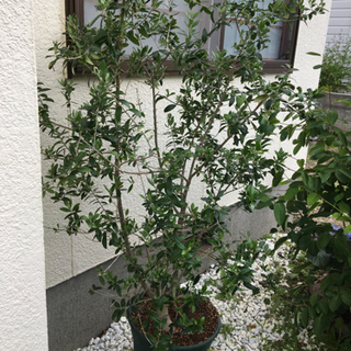 中古オリーブの木が無料 格安で買える ジモティー