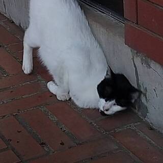 東京都の猫の里親募集 ジモティー
