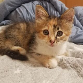 可愛い三毛猫 里親募集 ジモティー