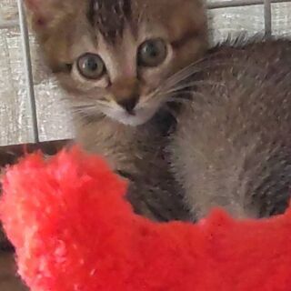 東京都の猫の里親募集 ジモティー