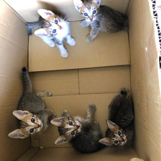 5匹の子猫ちゃんの里親募集 - 猫