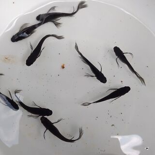 中古オロチヒレが無料 格安で買える ジモティー