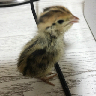 ウズラ その他の里親募集 無料であげます 譲ります ジモティー