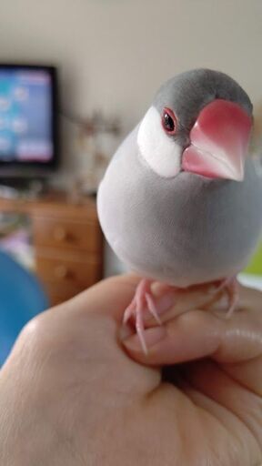 シルバー文鳥を探しています Cowa 多摩の手伝って 助けての助け合い ジモティー シルバー文鳥を探しています Cowa 多摩の手伝って 助けての助け合い ジモティー