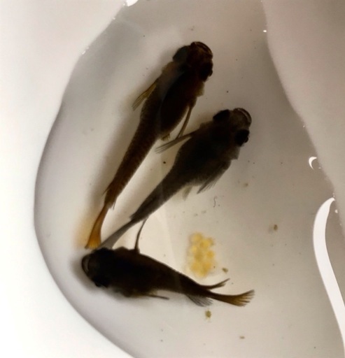黒蜂ダルマメダカ幼魚稚魚5匹1000円1匹0円 つー 河内のその他の中古あげます 譲ります ジモティーで不用品の処分