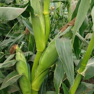 🌽【早い者勝ち！】 採れたてとうきび １０本（各４００ｇ～４５０...