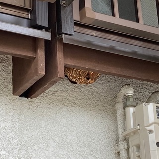 スズメ蜂の巣、駆除