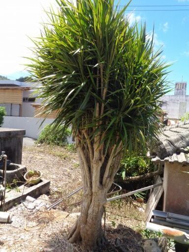 超特大サイズ コンシンネ 値下げしました 【公式通販】