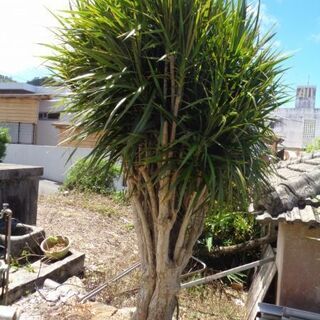 超特大サイズ コンシンネ 値下げしました