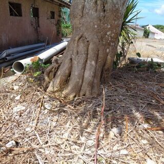 超特大サイズ コンシンネ 値下げしました