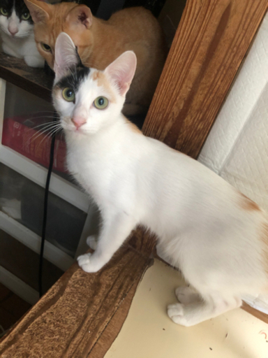 生後6ヶ月の女の子 三毛猫ちゃん ゆちゅけ 水前寺の猫の里親募集 ジモティー