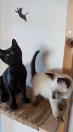 生後3ヶ月位甘えたさんで人懐っこいシャム柄 黒猫ちゃん姉妹 8 29 日曜日 譲渡会 グッチ 久留米の猫の里親募集 ジモティー