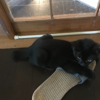 黒猫、短尻尾ロロちゃんです。 - 里親募集