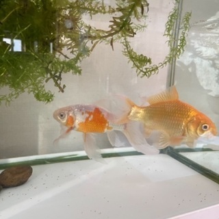 最初の 金魚すくい等の水槽 長期保管品 中古です 引き取り希望ですが発送も対応します その他 Zuraffa Beer