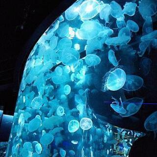 『京都水族館へ一緒に行きませんか🐬』