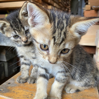 (受付終了)2ヶ月弱の男の子と女の子4匹です！ - 猫