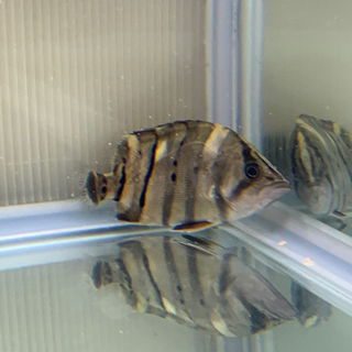 600×450×450ガラス水槽セット　ダトニオ１匹