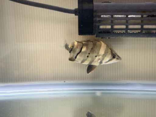 600×450×450ガラス水槽セット ダトニオ１匹