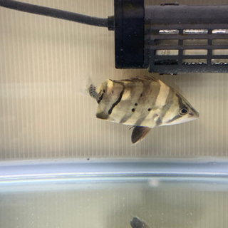 600×450×450ガラス水槽セット　ダトニオ１匹