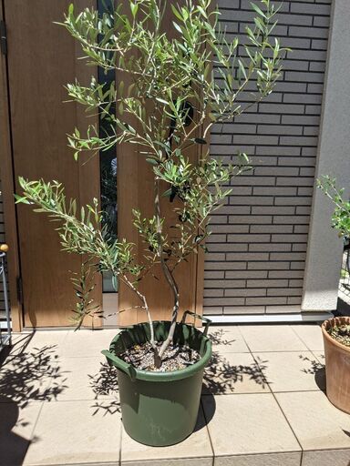 オリーブの鉢植ネバディロブロンコ