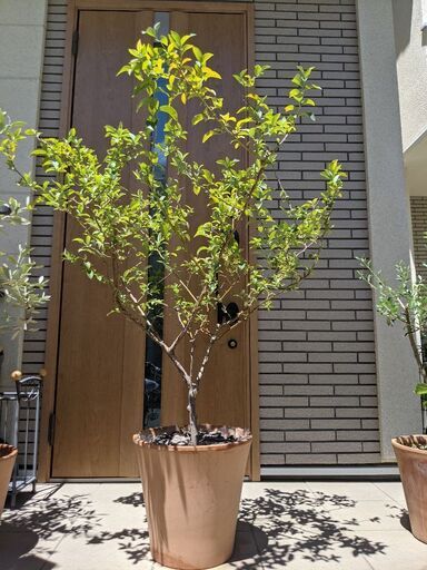 ブルーベリー鉢植ラビットアイ系ティフブルー