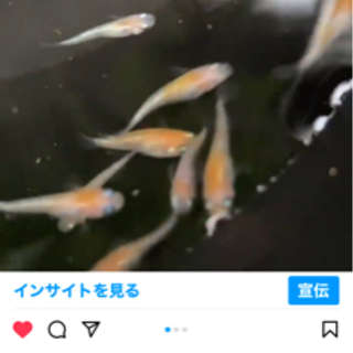 【ネット決済】王華　メダカ　紅白ラメ