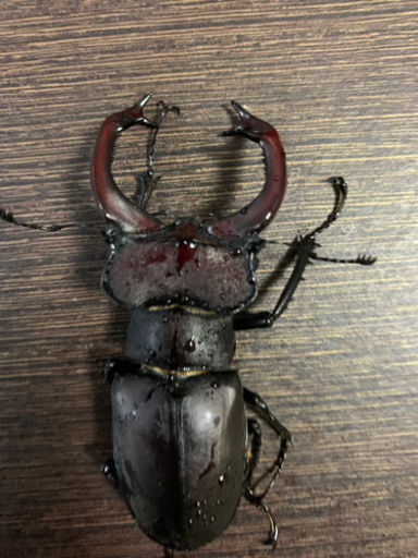 ユダイクスミヤマ　新成虫　ペア　湾曲強め　クワガタ