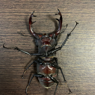 ユダイクスミヤマ 新成虫 ペア 湾曲強め クワガタ