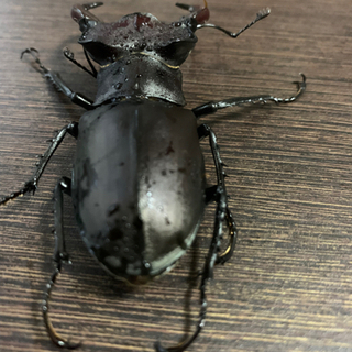 ユダイクスミヤマ　新成虫　ペア　湾曲強め　クワガタ ユダイクスミヤマ 新成虫 ペア 湾曲強め クワガタ