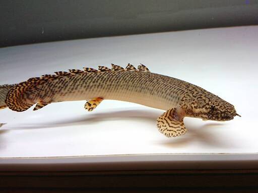 【熱帯魚】ポリプテルス・オルナティピンニス\u2028　28～29cm前後　2匹で8,000円