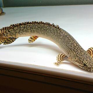 【熱帯魚】ポリプテルス・オルナティピンニス 　28～29cm前後　2匹で8,000円