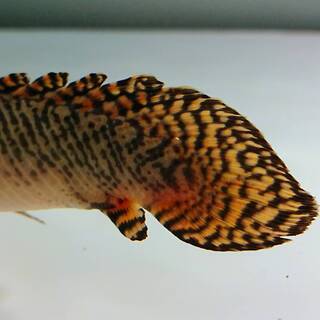 【熱帯魚】ポリプテルス・オルナティピンニス 　28～29cm前後　2匹で8,000円