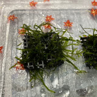 中古ウィローモスが無料 格安で買える ジモティー