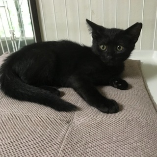 黒猫、美人さんのルルちゃんです。
