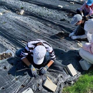 和歌山で援農ボランティア！土に緑に、触れてみませんか？ ～広川町...