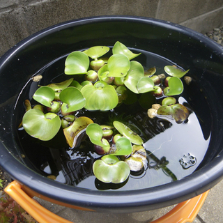 水草等あげます。