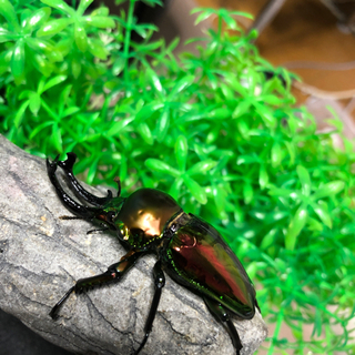 岡山県の中古クワガタが無料 格安で買える ジモティー