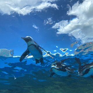 【ビジネス不可】9/8(水)10:00「ペンギンカフェ会」天空のペンギンを見ながら友だち作りカフェしませんかの画像