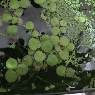 水草・浮き草　🍀🍀　③